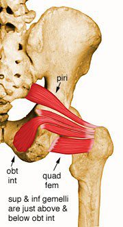 Piriformis.
