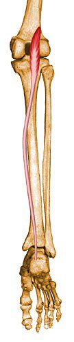 Plantaris.