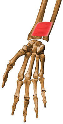 Pronator quadratus.