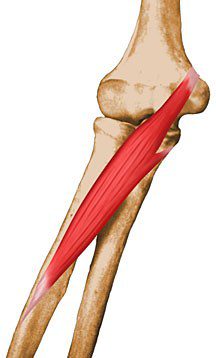Pronator teres.
