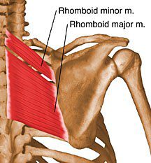 Rhomboid major and minor.