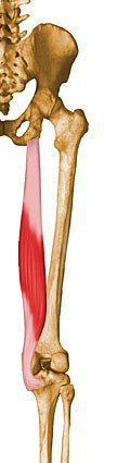 Semimembranosus.
