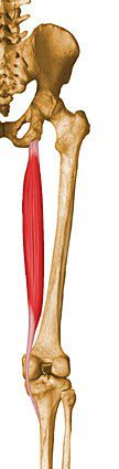 Semitendinosus.