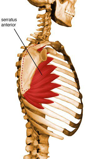 Serratus anterior.