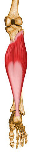 Soleus.