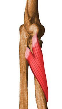 Supinator.