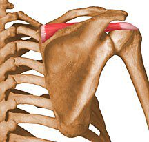 Supraspinatus.