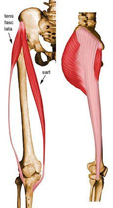 Tensor fascia lata.