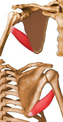 Teres major.