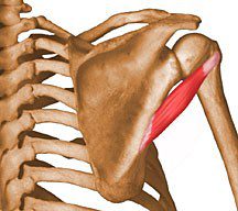 Teres minor.