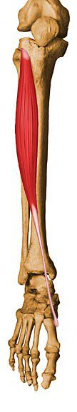 Tibialis anterior.