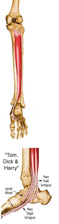 Tibialias posterior .