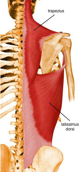 Trapezius.