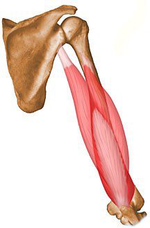 Triceps brachii.