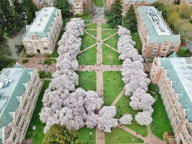 Cherry Blossom