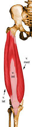 Vastus medialis.